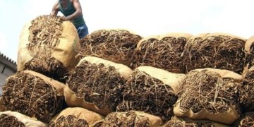 Tobacco exports reach 12,005 crores in 2023-24