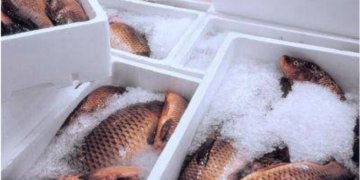 AP alone contributes 43% of marine exports from India: FIEO