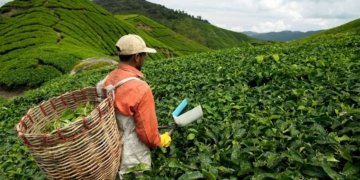 Agrochemicals export likely to touch Rs 80,000 crore in 4 yrs: ACFI-EY report