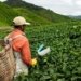 Accel backs Produze to help agri-producers in India export globally