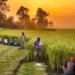 India’s agri imports from South Australia grew 200% under zero-tariff regime