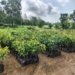 Allcargo Group plans 3 lakh plantations