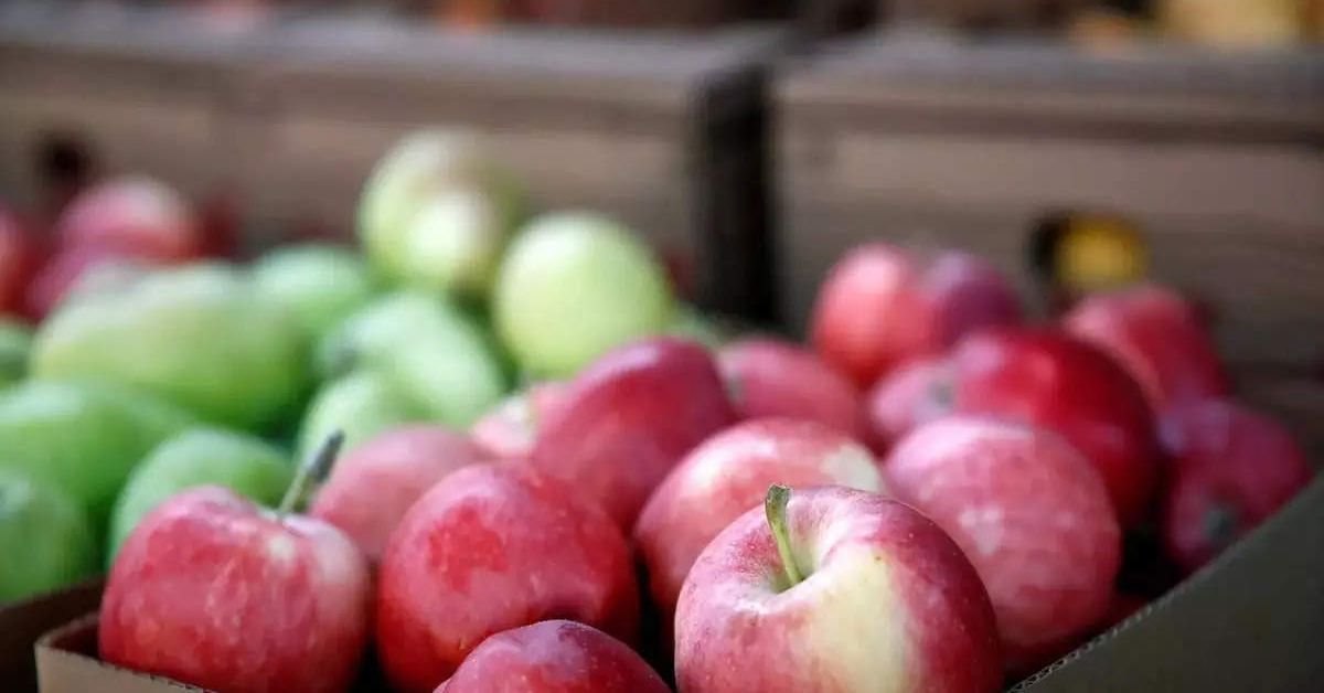 Removal of retaliatory import duties on US apples not to hurt domestic producers