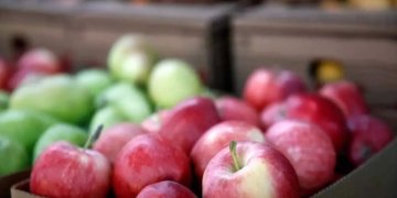 India to cut import duty on Washington apples