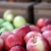 India to cut import duty on Washington apples