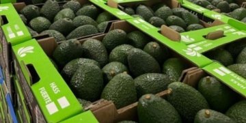 Rwanda launches Avocado sea freight shipment to Dubai