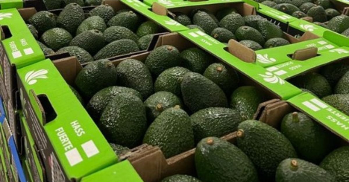 First trial shipment of Australian Avocados arrives in India