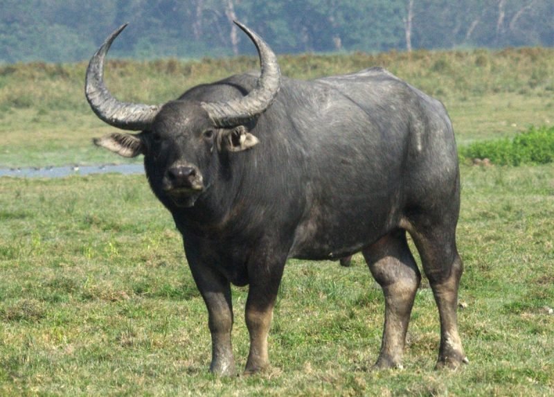 Bovine meat exports from southern ports on-the-rise