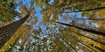 Exploring the opportunity for carbon trading in Bangladesh