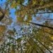 Exploring the opportunity for carbon trading in Bangladesh