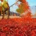 Global market shift hits chilli farmers