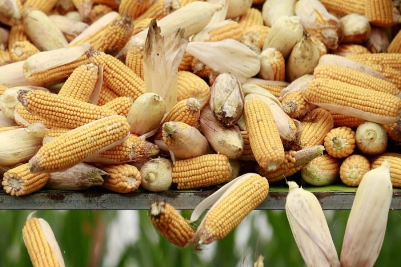 India’s corn imports seen climbing to record high