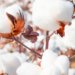 Vietnam becomes the biggest importer of Australian cotton
