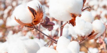 Brazil cotton exports to Bangladesh up in value, down in volume in ’22
