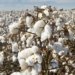 SIMA urges PM to remove import duty on cotton