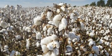Duty free import of raw cotton allowed