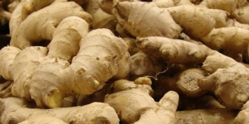 Nepali ginger farmers face plunging prices as virus hits exports