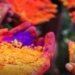 Chhattisgarh exports herbal gulal to European Union