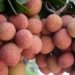 Bangladesh exports litchi to France