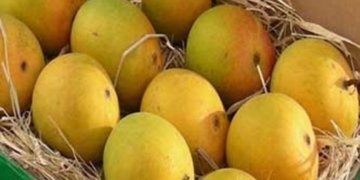 CSMIA emerges as one of the Premier Mango Export Hub with an astonishing 318% Growth