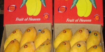 CM Yogi flags off first cargo of ‘langda’ mangoes to Gulf nations