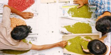 MYANMAR STRUGGLING TO MEET BEAN SHIPPING TARGET TO INDIA