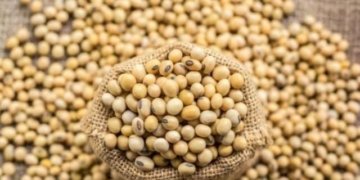 Oilmeals exports display all-round growth in 2018-19