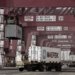 Maersk starts end-to-end cold chain logistics for grapes’ export