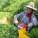 Tea export hit by trade union strike
