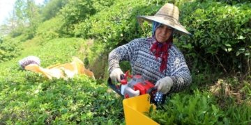 Russia Ukraine war dampens tea exports