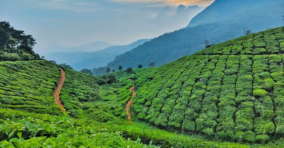 West Bengal government plans dedicated tea park on Kolkata port land