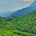 State govt and Syamaprasad Mookerjee Port to develop tea processing & export hub