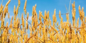 Iran offers to move Indian wheat to Afghanistan