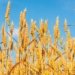 Iran offers to move Indian wheat to Afghanistan