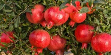 India sends first trial shipment of Pomegranate to the US