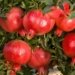 India sends first trial shipment of Pomegranate to the US