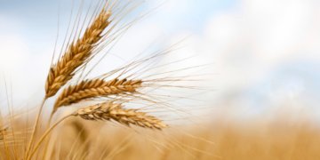 India buys record amount of wheat