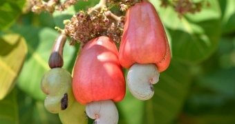 DGFT hikes cashew import prices to support domestic producers