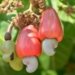 DGFT hikes cashew import prices to support domestic producers