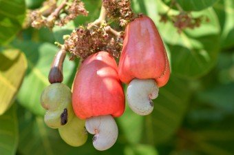 DGFT hikes cashew import prices to support domestic producers