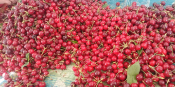 APEDA Facilitates First Export Of J&K Premium Cherries and Plums To UAE