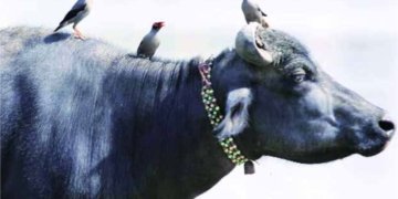 China to import buffalo meat from India