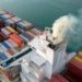 Shippers stop booking cargo for Russia, Ukraine