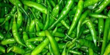 Demand for Guntur chilli gets hotter
