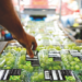 LOGISTICS WOES OF GRAPE EXPORTERS