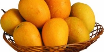Indian mangoes to begin shipping to Japan/South Korea