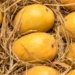 Emirates SkyCargo uplifts record volumes of mangoes and perishables from Mumbai