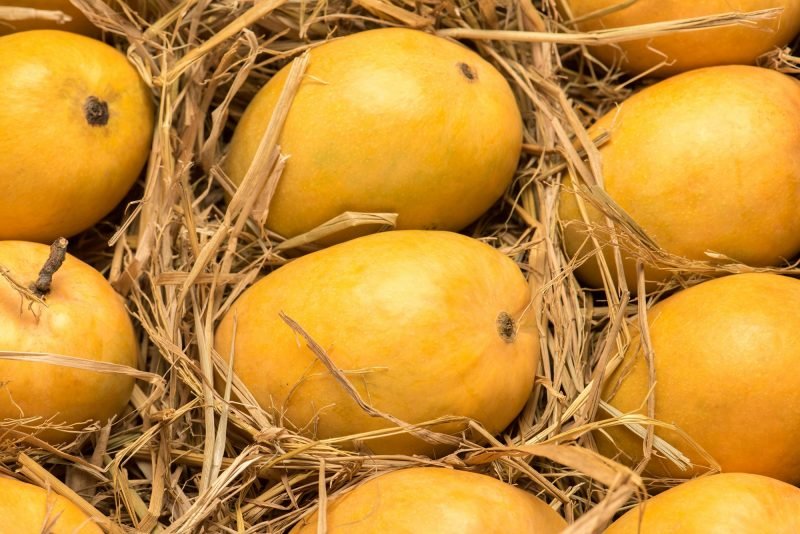 Emirates SkyCargo uplifts record volumes of mangoes and perishables from Mumbai