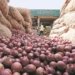 FIEO urges commerce ministry to exclude ‘Bangalore rose’ onion from export ban list