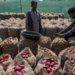 Nafed floats bids for supply of 15,000 tonnes of imported red onions by Nov 20